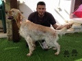 Setter Anglais RINGO OSCAR DOG TRAINING